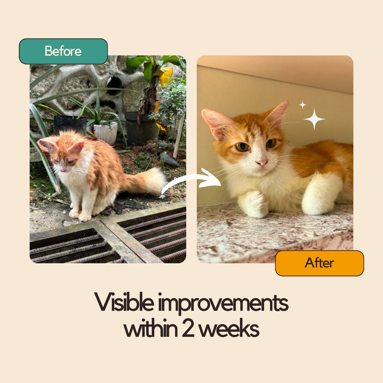 Salt-Free Wet Food Beef All Life Stages 85g