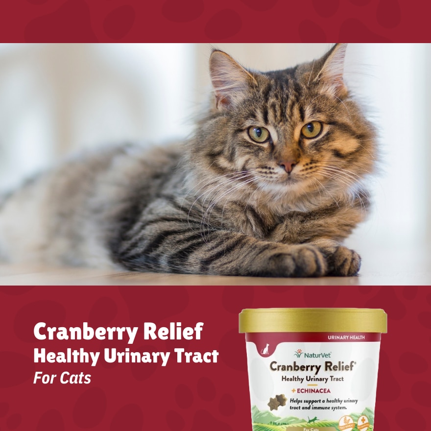 Cranberry Relief Cat Soft Chews 60s