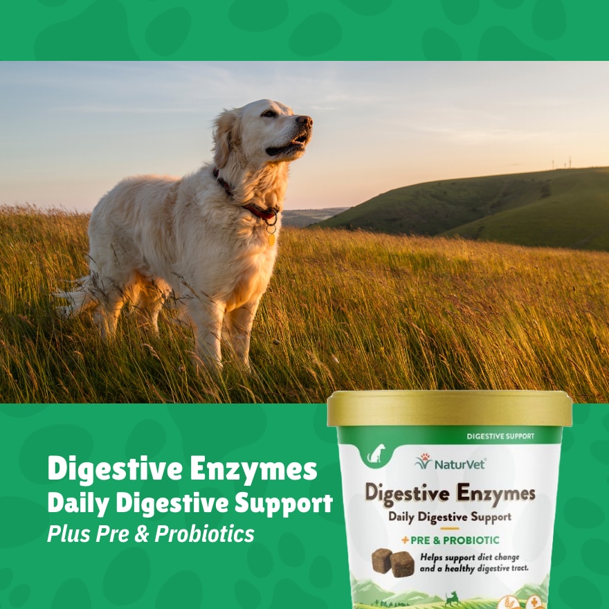 Digestive Enzymes Soft Chews With Prebiotics and Probiotics 70s