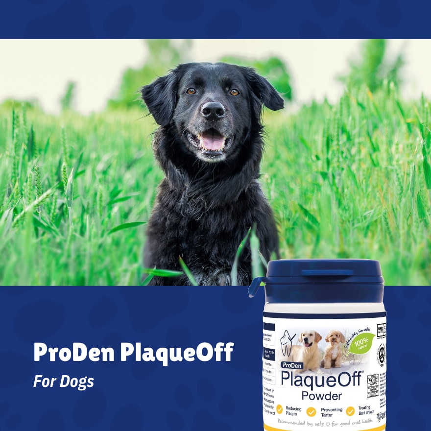 Proden PlaqueOff Powder for Dogs 40g