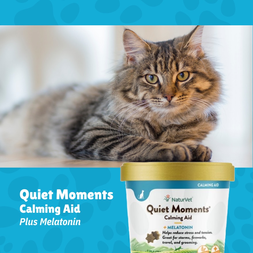 Quiet Moments Cat Soft Chews 60s