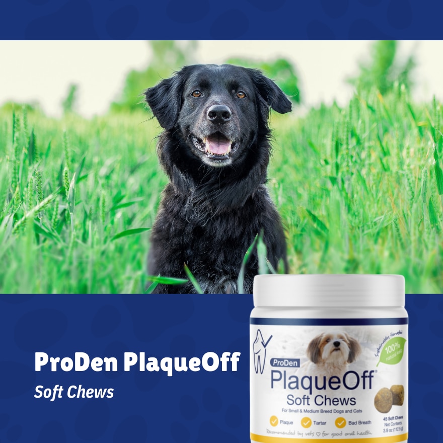 Proden PlaqueOff Dog Soft Chew 45's