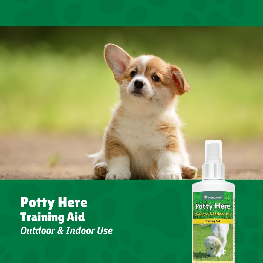 Pottty Here Training Aid Spray 8Oz