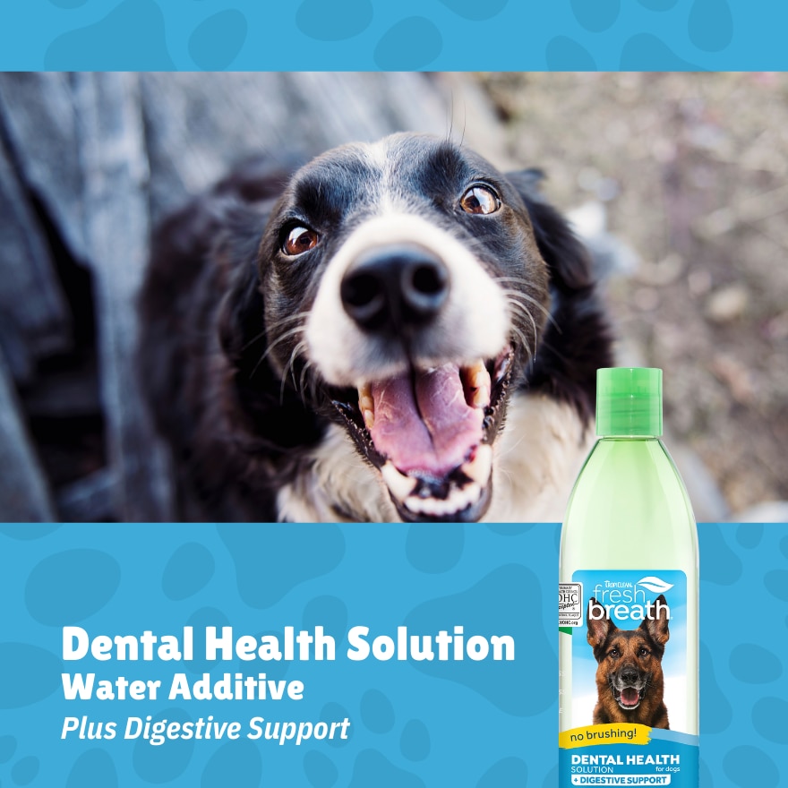 Dental Health Solution Plus Digestive Support For Dogs