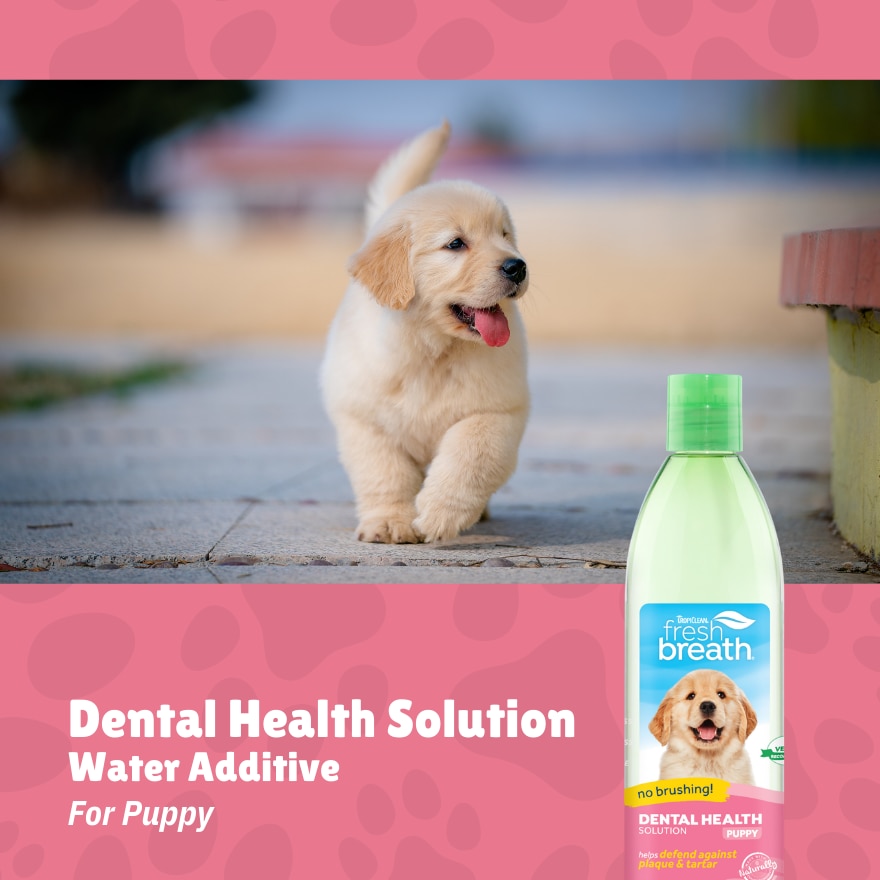 Dental Health Solution For Puppies
