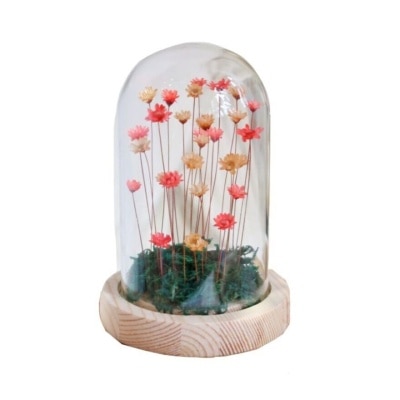 SNOWY FLOWER The Sun Breezer Snowy Flowers