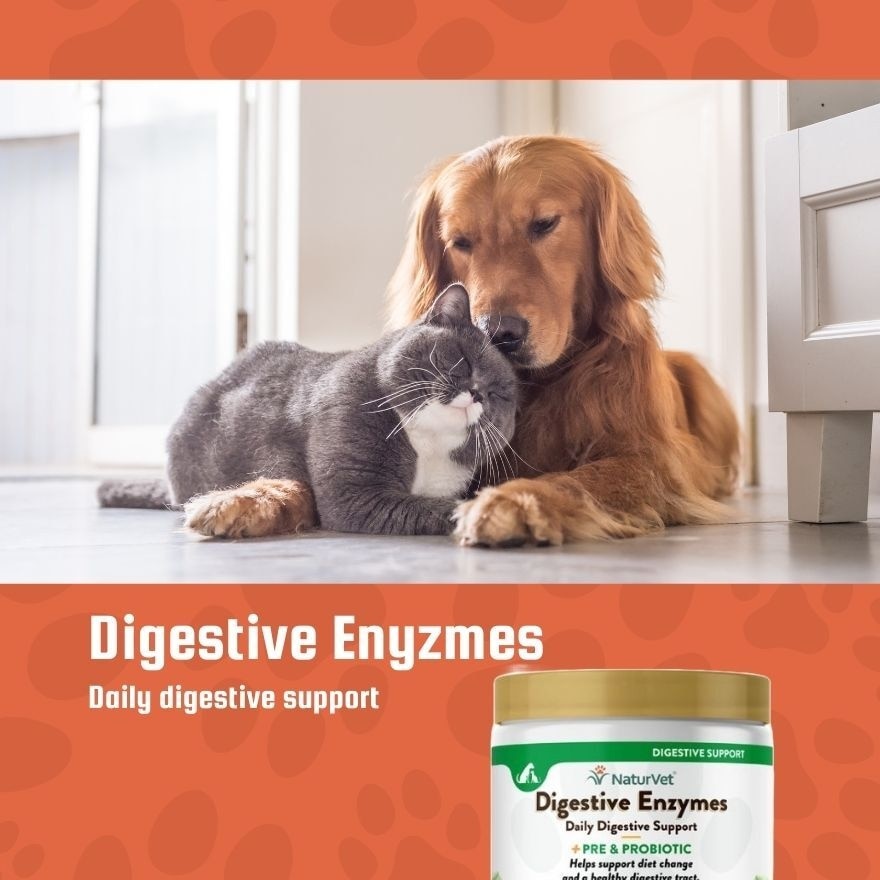 Digestive Enzymes Powder With Prebiotics and Probiotics 4Oz