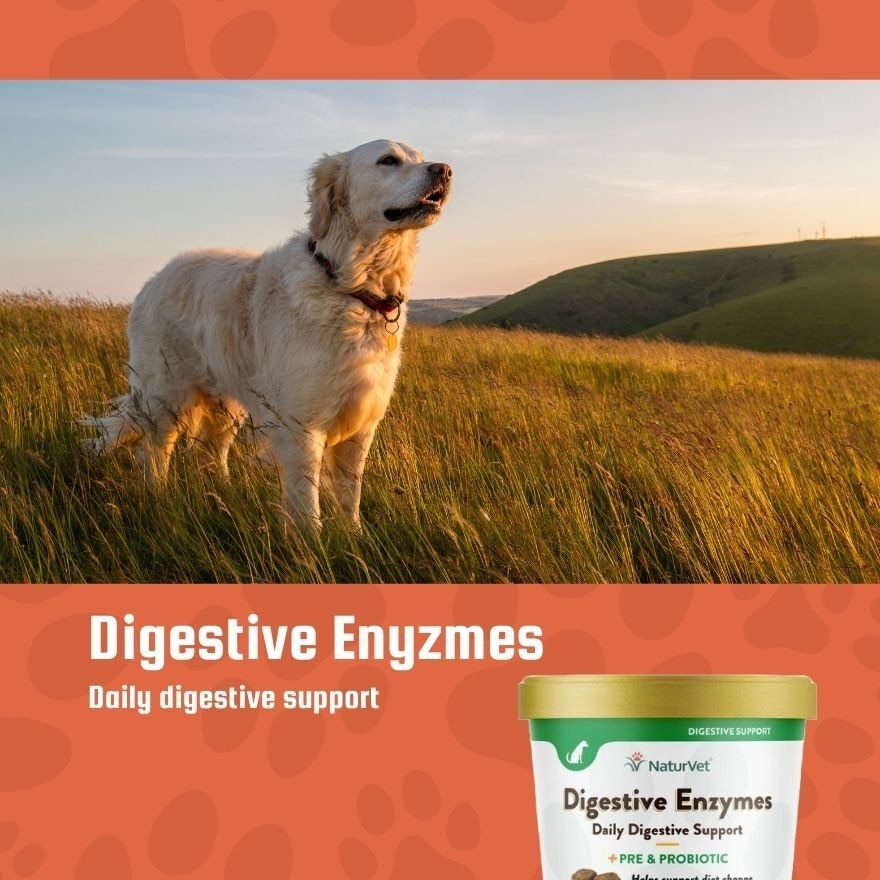 Digestive Enzymes Soft Chews With Prebiotics and Probiotics 70s