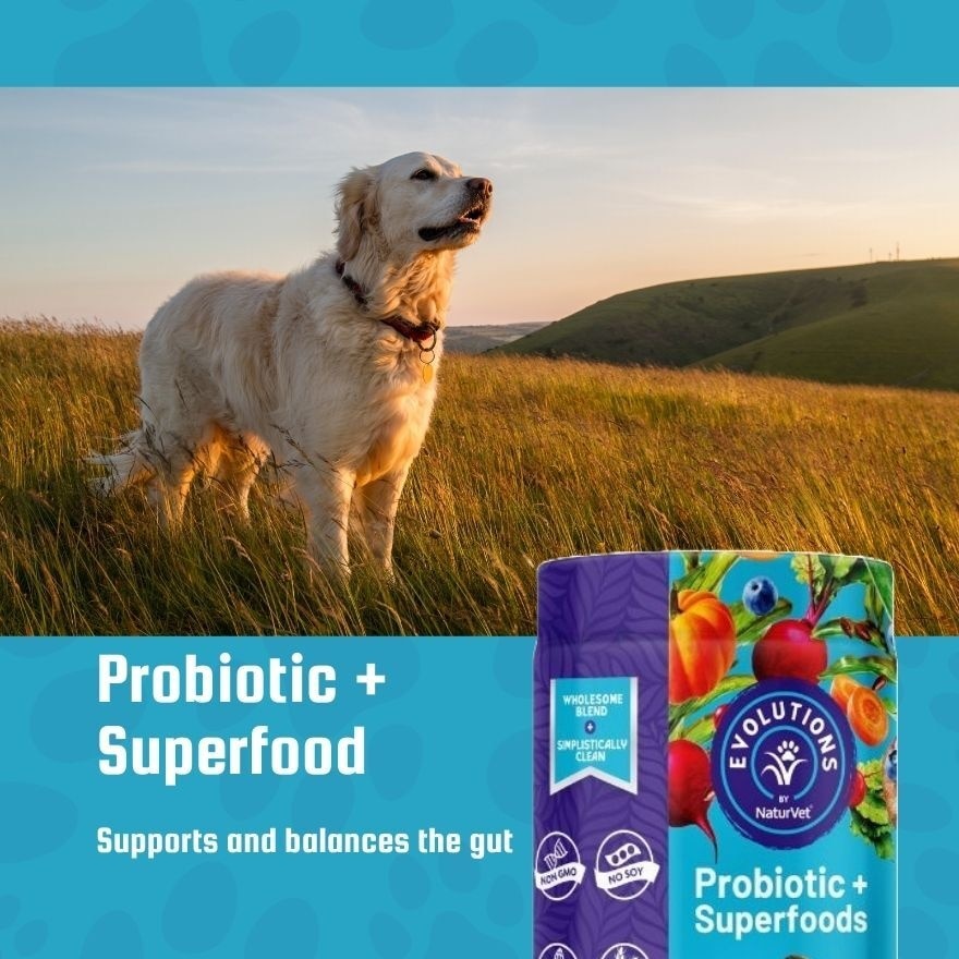 Evolutions Probiotic Plus Superfoods Soft Chews 90s