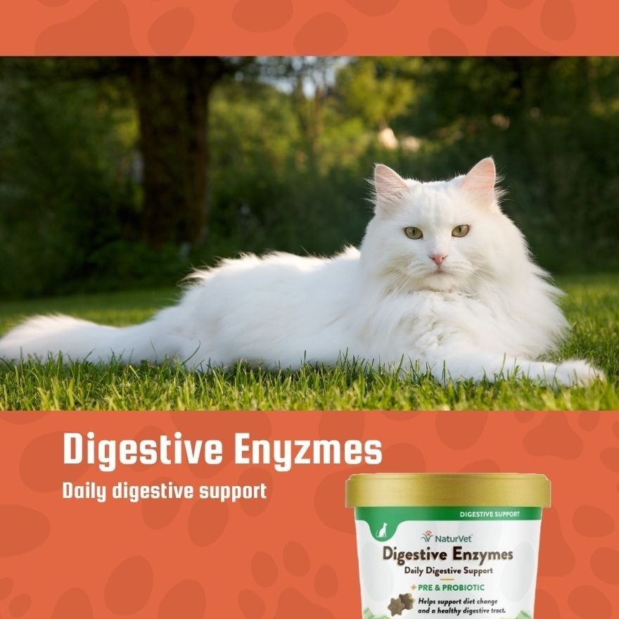Digestive Enzymes Cat Soft Chews With Prebiotic And Probiotic 60s