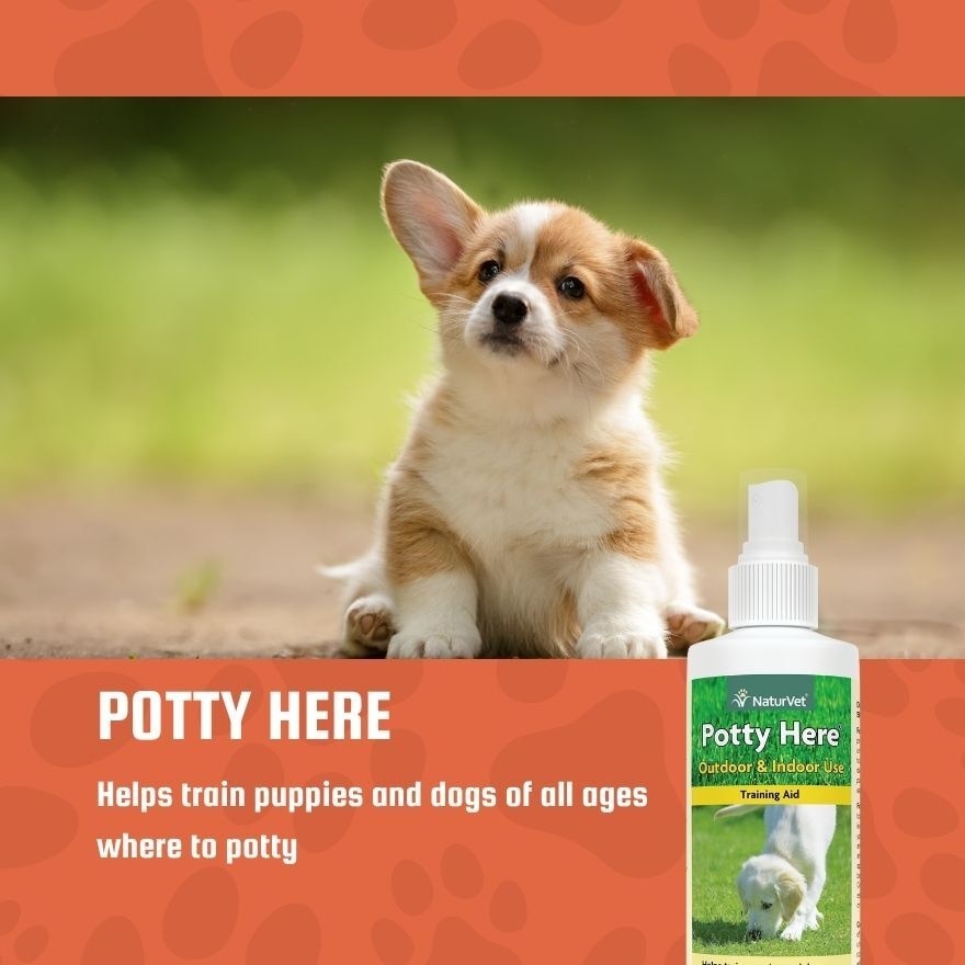 Pottty Here Training Aid Spray 8Oz