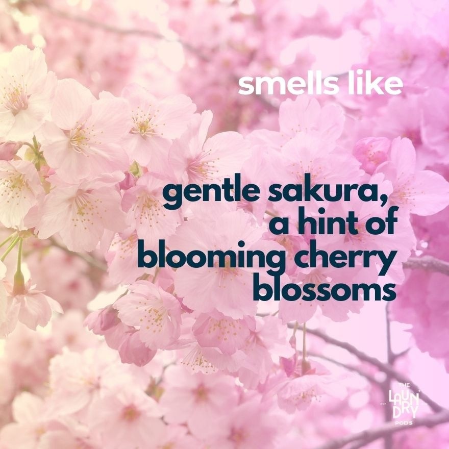 Single-Chamber Pods - Sakura Bloom (30s)