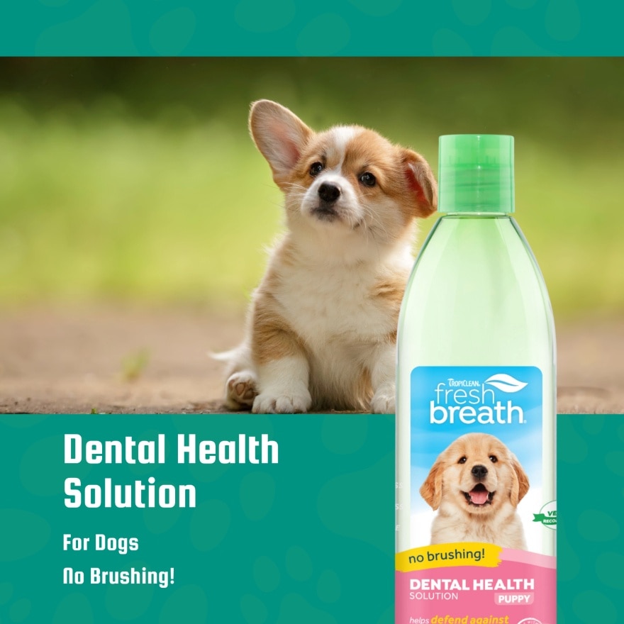 Dental Health Solution For Puppies