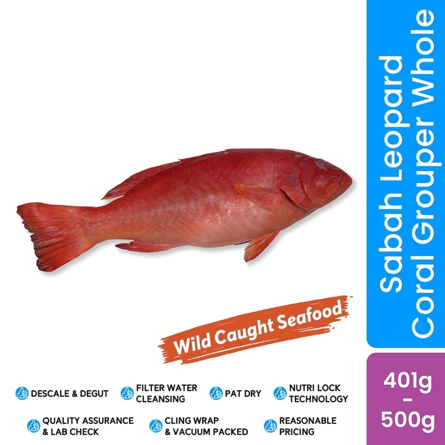 Wild Caught Sabah Leopard Coral Grouper Whole 401g