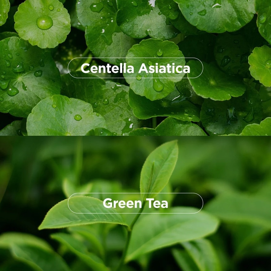 Dermalogy Bio-Peel Gauze Peeling Green Tea 1s