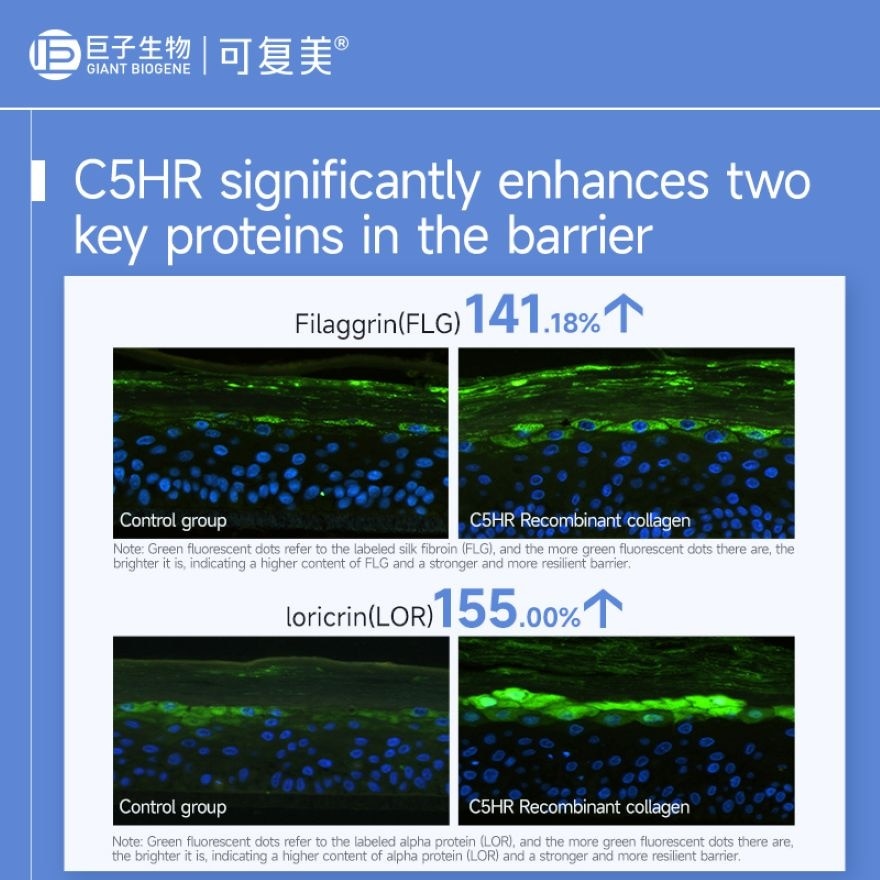 Recombinant Collagen Restoration Single Use Essence 1.5ml x 30