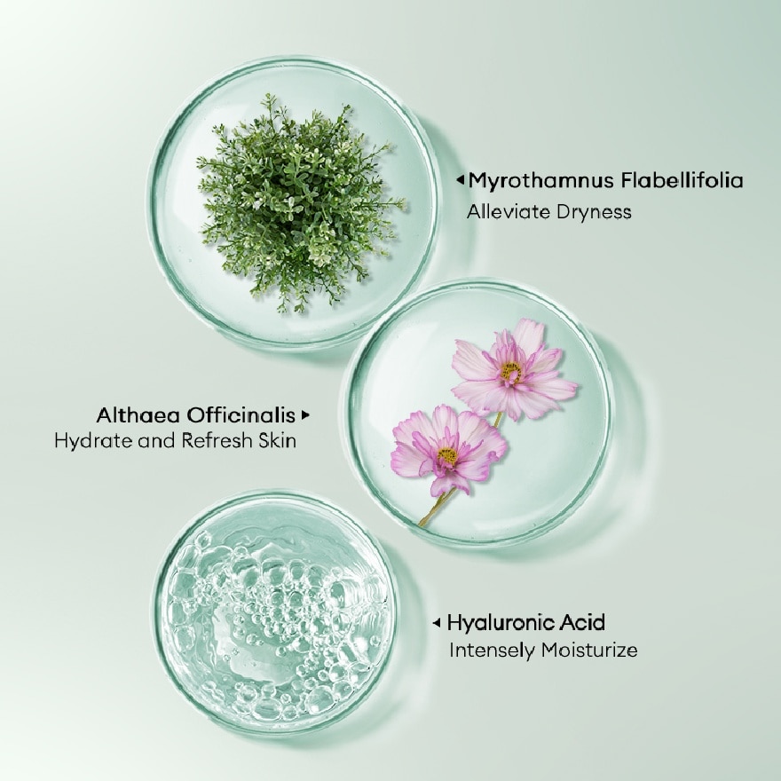 Myrothamnus Flabellifolia Plant Extract Moisturizing Emulsion Mask 1s