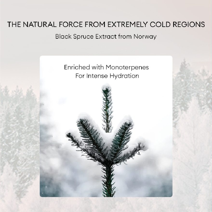 Black Spruce Hydration - Filler Black Mask - Sleeping Beauty 1s