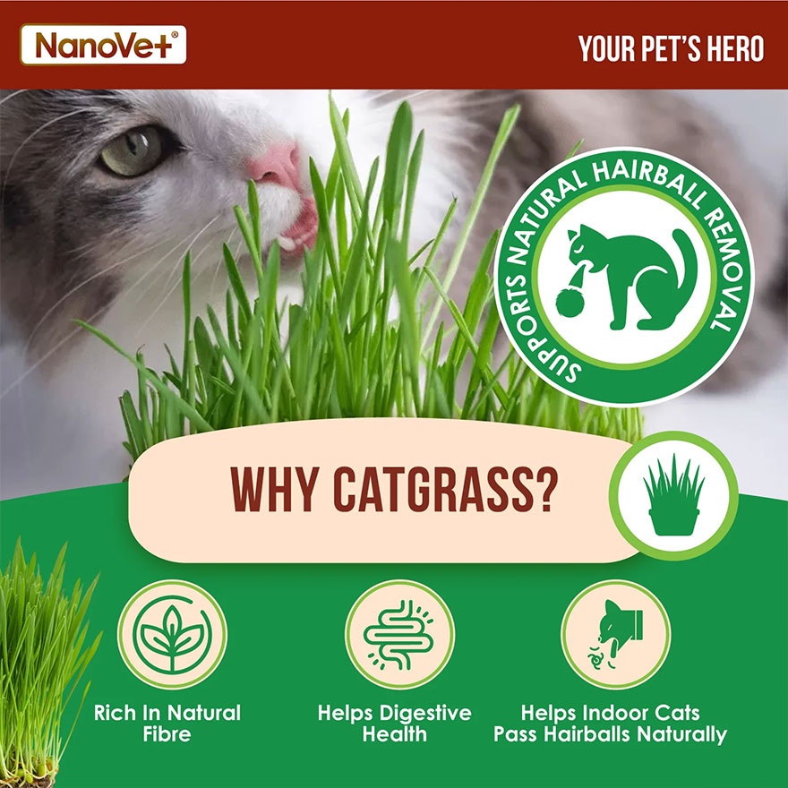 Kibble Topper Chicken Flakes + Cat Grass 70g image