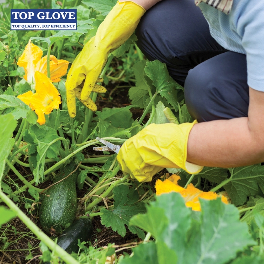 Top Glove Reusable Latex Household Glove for Dishwashing/ Multipurpose Use, Yellow, M